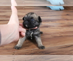 Puppy 2 Poodle (Toy)-Pug Mix