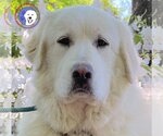 Small Photo #9 Great Pyrenees Puppy For Sale in Spring, TX, USA