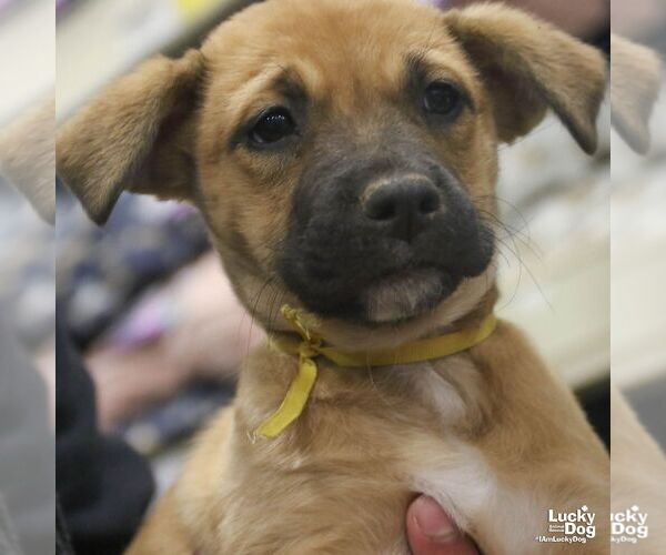 Medium Photo #2 Labrador Retriever-Unknown Mix Puppy For Sale in Washington, DC, USA