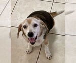 Small Beagle