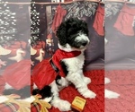 Small Photo #4 Goldendoodle Puppy For Sale in DOLPH, AR, USA