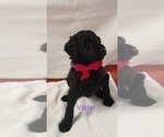 Small Photo #3 Poodle (Standard) Puppy For Sale in LAND O LAKES, FL, USA