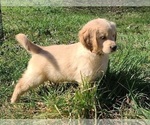 Small Photo #14 Golden Retriever Puppy For Sale in SALISBURY, NC, USA