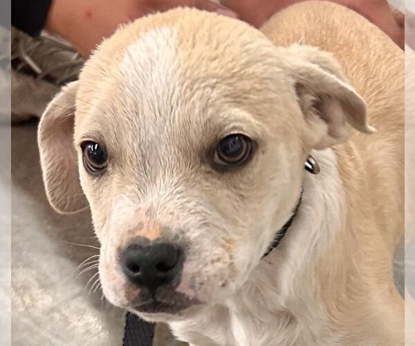 Medium Photo #5 American Staffordshire Terrier-Labrador Retriever Mix Puppy For Sale in Glendale , AZ, USA