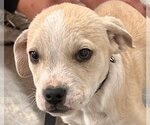 Small Photo #5 American Staffordshire Terrier-Labrador Retriever Mix Puppy For Sale in Glendale , AZ, USA