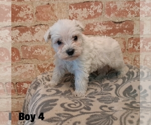 Schnauzer (Miniature) Puppy for sale in LAKEVILLE, OH, USA