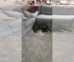 Small #3 Dutch Shepherd  Mix