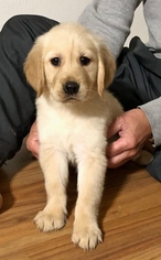 Golden Retriever Puppy for sale in MISSOURI CITY, TX, USA