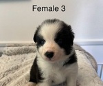 Puppy Female 3 Border-Aussie