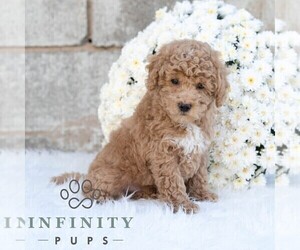 Poodle (Miniature) Puppy for sale in DORNSIFE, PA, USA