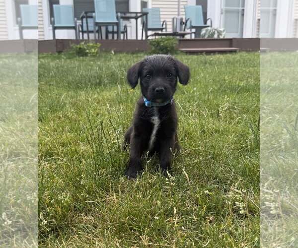 Medium Photo #2 Labrador Retriever-Unknown Mix Puppy For Sale in Plainfield, IL, USA