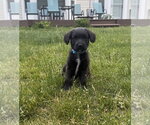 Small #1 Labrador Retriever Mix