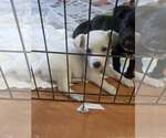 Small #1 Golden Labrador