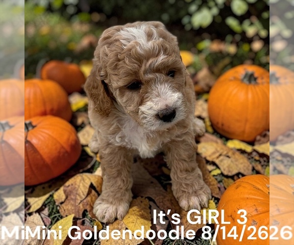 Medium Photo #6 Goldendoodle (Miniature) Puppy For Sale in MONTPELIER, OH, USA