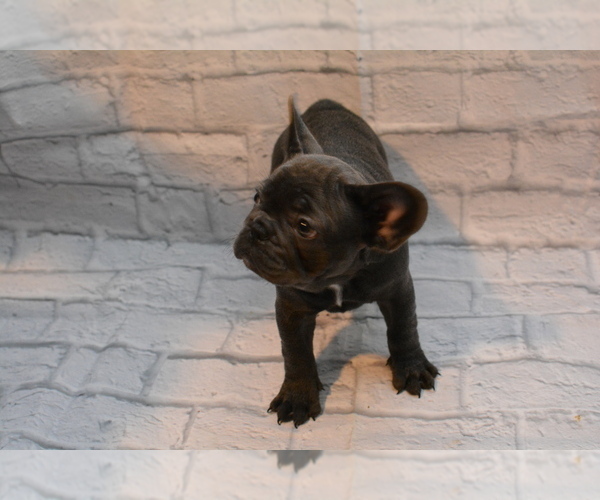 Medium Photo #1 French Bulldog Puppy For Sale in TALLAHASSEE, FL, USA