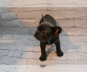 French Bulldog Puppy for sale in TALLAHASSEE, FL, USA