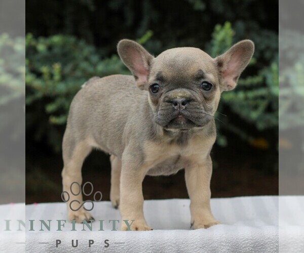 Medium Photo #2 French Bulldog Puppy For Sale in EAST EARL, PA, USA
