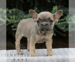 Small #1 French Bulldog