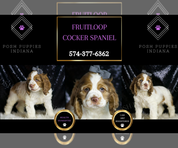 Medium Photo #6 Cocker Spaniel Puppy For Sale in WARSAW, IN, USA