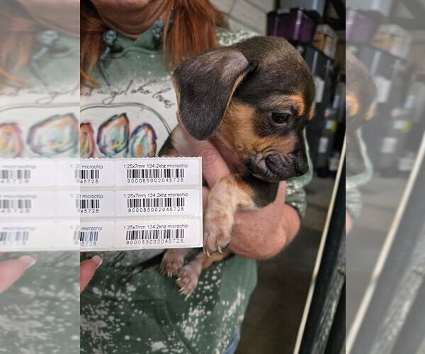 Medium Photo #8 Mutt Puppy For Sale in Foristell, MO, USA