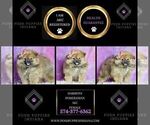 Small Photo #67 Pomeranian Puppy For Sale in WARSAW, IN, USA
