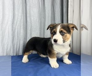 Pembroke Welsh Corgi Puppy for sale in GREENWOOD, IN, USA