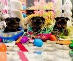 Small Photo #10 Yorkshire Terrier Puppy For Sale in SACRAMENTO, CA, USA