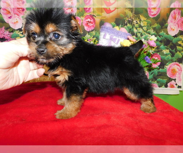 Medium Photo #4 Yorkshire Terrier Puppy For Sale in HAMMOND, IN, USA