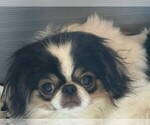 Small Photo #1 Japanese Chin Puppy For Sale in SALEM, OR, USA