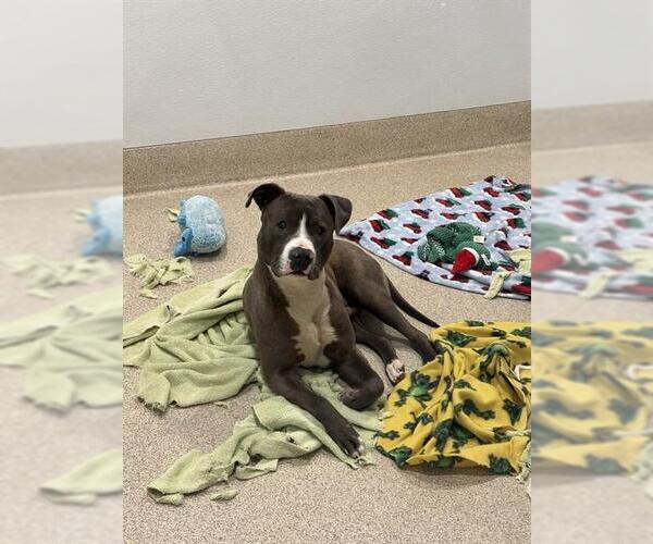 Medium Photo #1 Mutt Puppy For Sale in Riverside, CA, USA