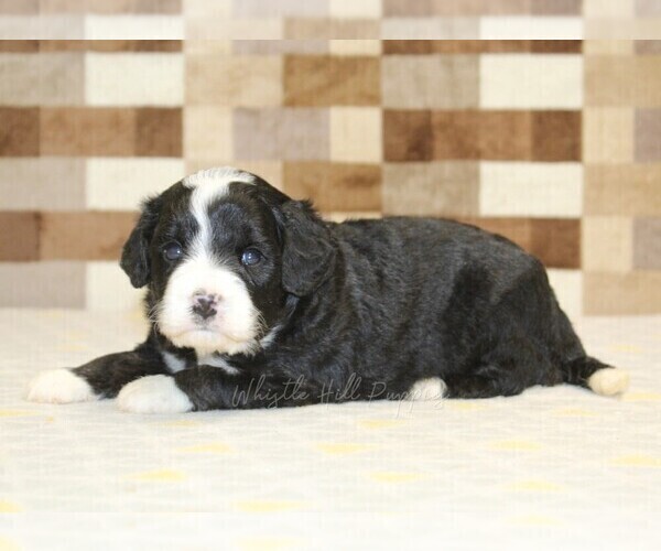 Medium Photo #7 Bernedoodle (Miniature) Puppy For Sale in DENVER, PA, USA