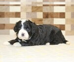 Small #6 Bernedoodle (Miniature)