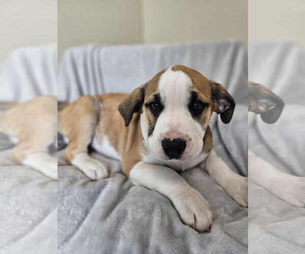 Medium Photo #2 Australian Shepherd-Bulldog Mix Puppy For Sale in McKinney, TX, USA