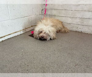 Maltese Dogs for adoption in San Bernardino, CA, USA