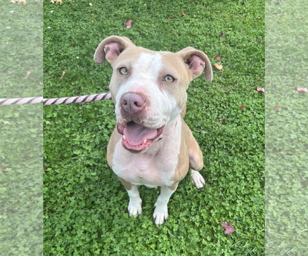 Medium Photo #7 American Pit Bull Terrier-Unknown Mix Puppy For Sale in Rockaway, NJ, USA