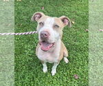 Small #6 American Pit Bull Terrier Mix