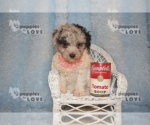 Poodle (Toy) Puppy for sale in SANGER, TX, USA