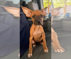 Boxer-Unknown Mix Dogs for adoption in San Antonio, TX, USA