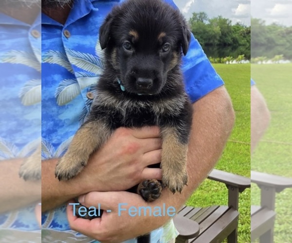 Medium Photo #1 German Shepherd Dog Puppy For Sale in LABELLE, FL, USA