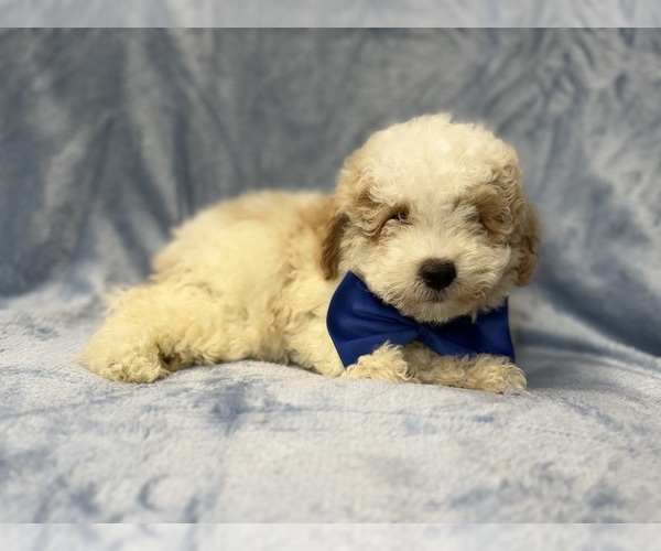 Medium Photo #9 Bichpoo Puppy For Sale in LAKELAND, FL, USA