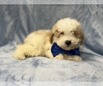 Small #8 Bichpoo