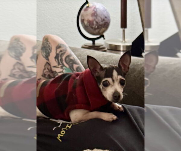 Medium Photo #8 Chihuahua Puppy For Sale in San Diego, CA, USA