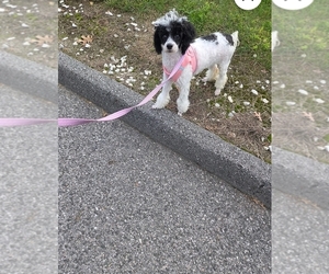 Poodle (Toy) Puppy for sale in WORCESTER, MA, USA