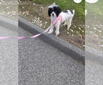 Stacey - Female Poodle (Toy) Puppy for Sale - Small photo