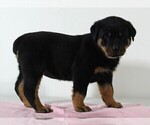 Small #1 Rottweiler