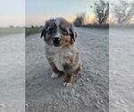 Small Photo #1 Australian Shepherd Puppy For Sale in TAYLOR, TX, USA