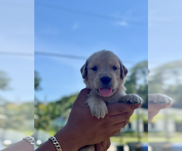 Medium Photo #2 Golden Retriever Puppy For Sale in TAMPA, FL, USA