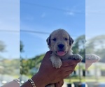 Small #1 Golden Retriever