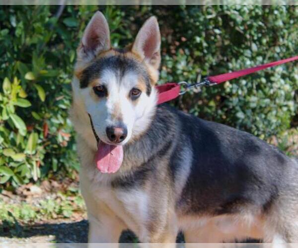 Medium Photo #1 Gerberian Shepsky Puppy For Sale in Martinez, CA, USA