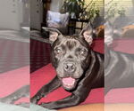Small #6 French Bulldog Mix